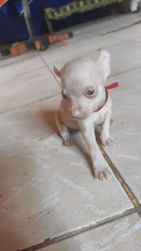 Cachorrinho pinscher