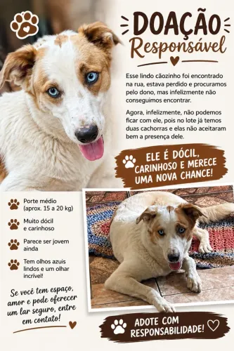 Cachorro para adoção