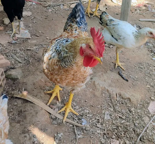Frangos e galos 
