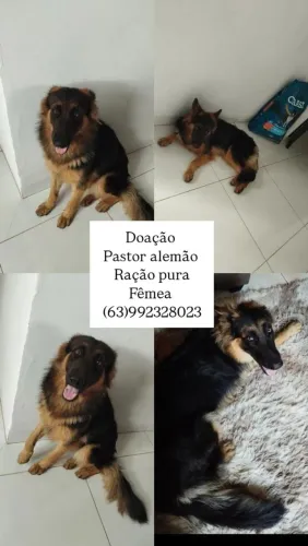 Doação de pastor alemão raça pura 