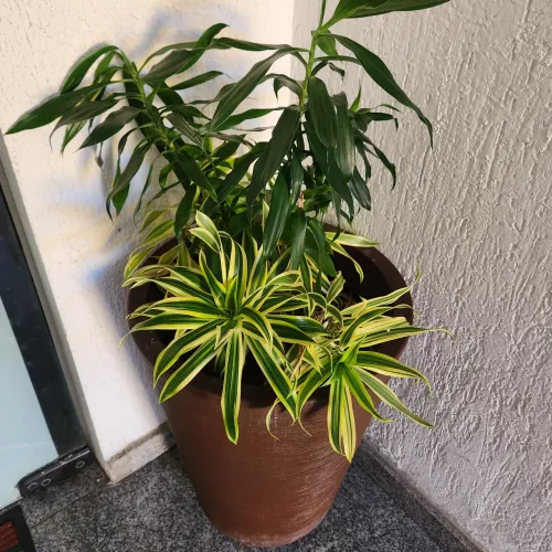 Vaso cone texturizado com plantas vivas (Pleomeles)