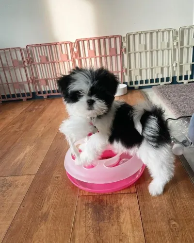 Filhotes de Shih tzu | Fofura que derrete o coração!