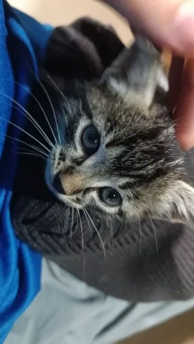 Gatinha Tigrada muito linda.
