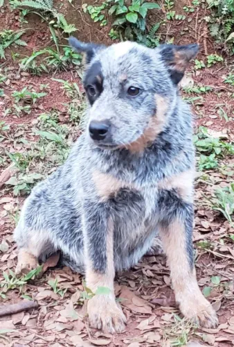 FILHOTE DE BOIADEIRO AUSTRALIANO BLUE HEELER BURRILHO