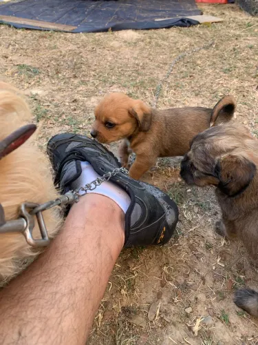 Doa-se Cachorrinhos 
