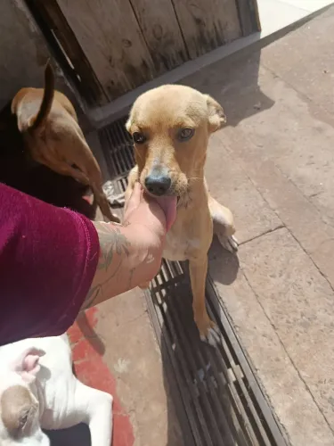 Cachorrinha para adoção