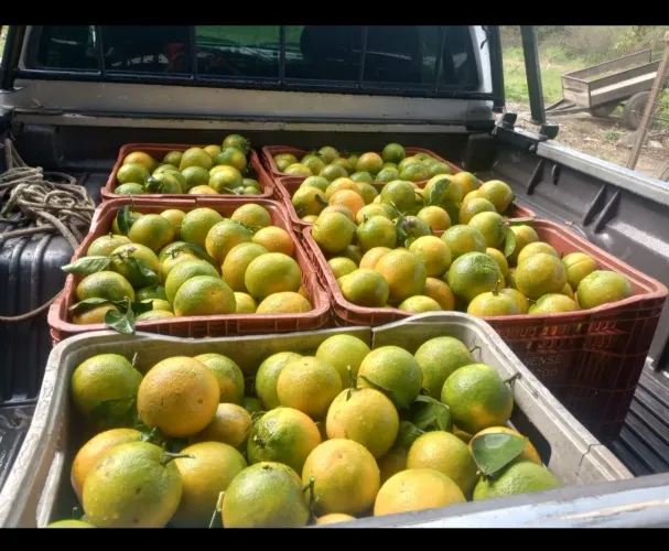 Laranja Seleta mel