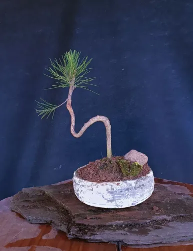 Bonsai Pinus