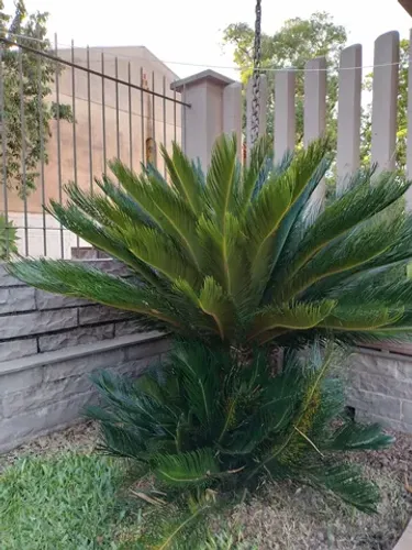 Cicas Palmeira Jardin