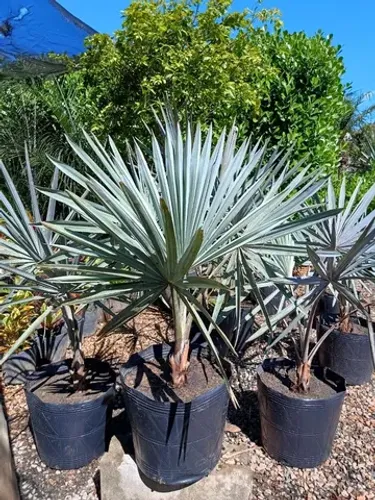 Palmeira azul. criciuma.sc