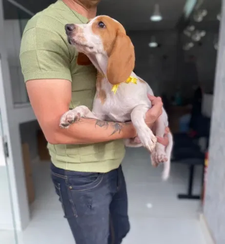 Beagle fêmea bicolor filhote com 59 dias vacinada e com pedigree disponível em loja 