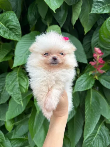 Spitz Alemão Anão filhotes 