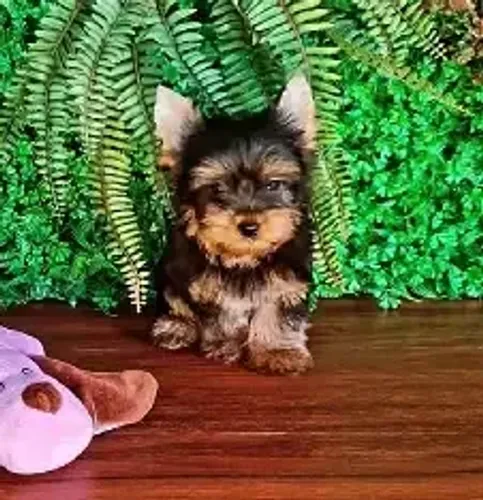 O Yorkie não aceita menos que ser o centro das atenções.