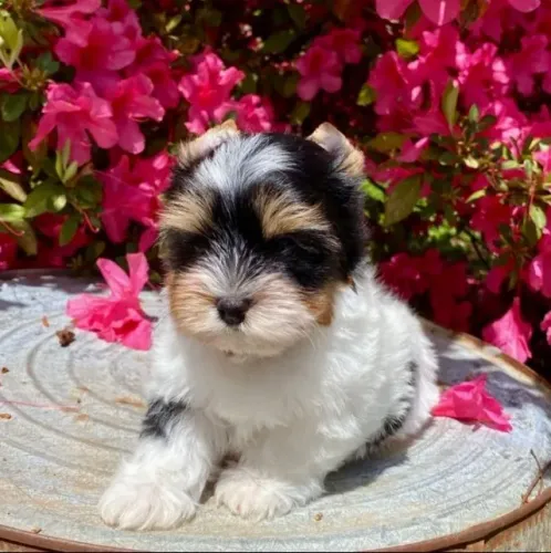 Biewer Terrier Encante-se com a fofura dos nossos filhotes!