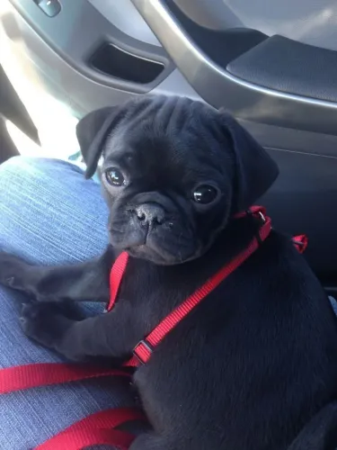 Pug pretinha aproveite a promoção 