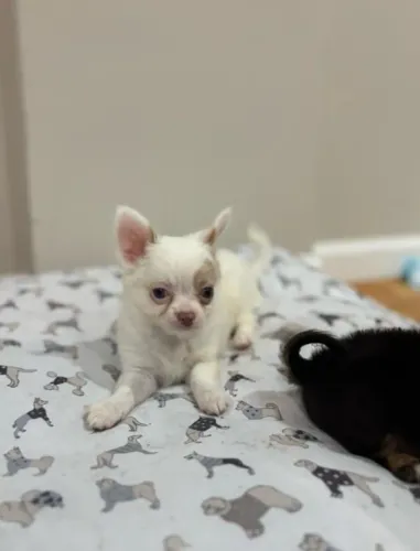 Chihuahua Babys Miniatura, Filhotes Ativos e Afetuosos