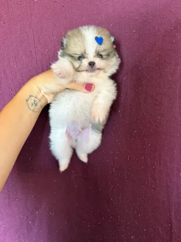 Filhote de Lulu da pomerania - bicolor - branco com marrom
