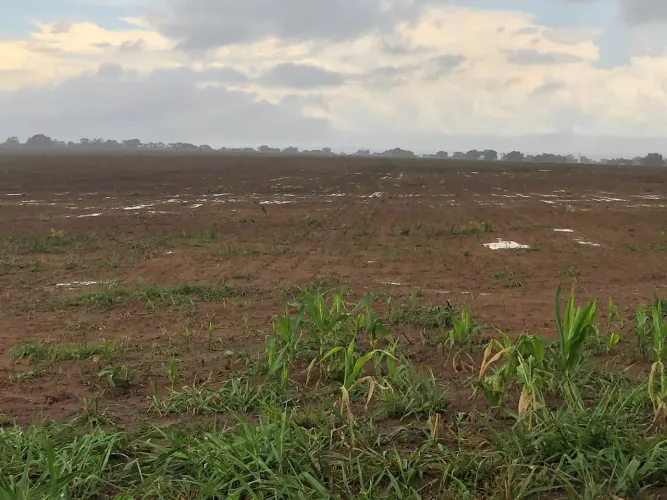 Fazenda no sul do Piauí com 2.640 hectares, já com 1.000 hectares pronto para plantar!
