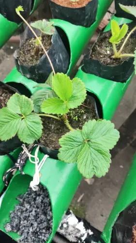 Mudas de Morango em Vasos para Produção