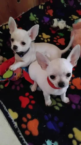 Chihuahua Branco Micro - Filhote Lindo e Super Pequeno!