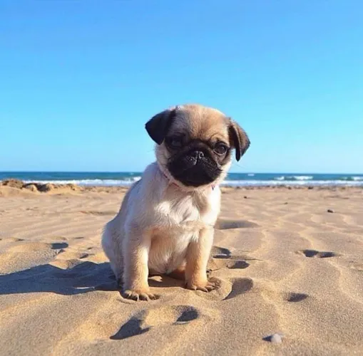 Pug filhote fofo quanto a área da praia ? 