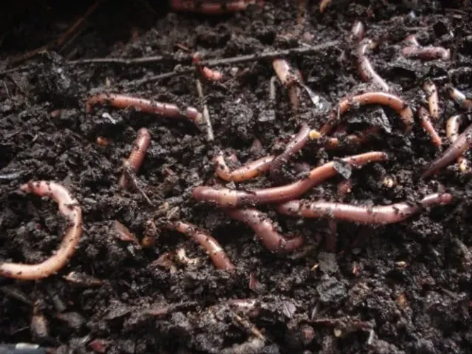 Minhocas para compostagem