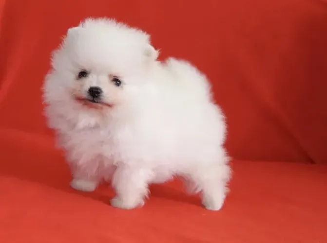 Spitz Alemão O Companheiro Perfeito para Quem Ama Diversão