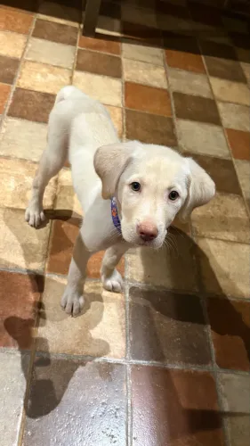 Cachorra labrador retriver