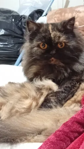Gato persas 3