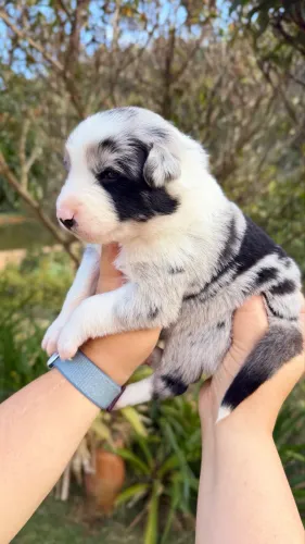 Fêmea de Border collie Blue Merle LINDA!!!