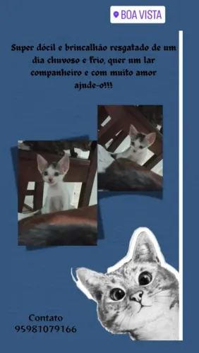 Gato esperto dócil