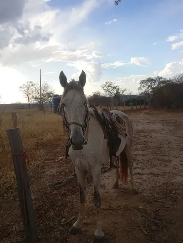 Cavalo bom pra mexer com gado 