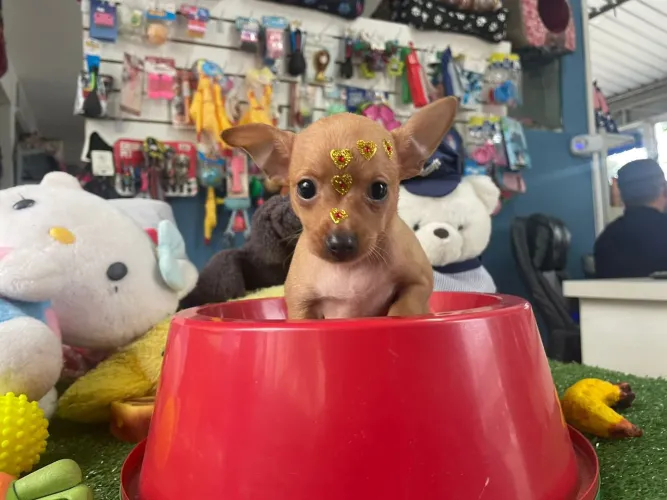Pinscher mini fêmea cor dourada