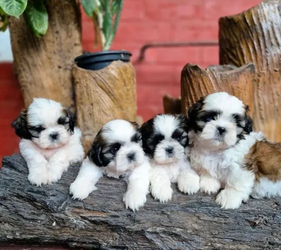 Shih tzu mini