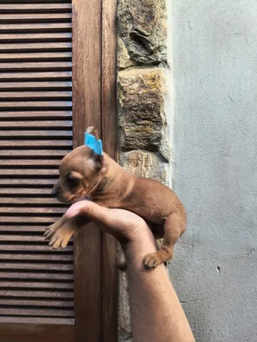 Pinscher lindo