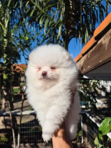 Lulu da pomerania femea