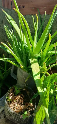 Plantas babosa e aveloz
