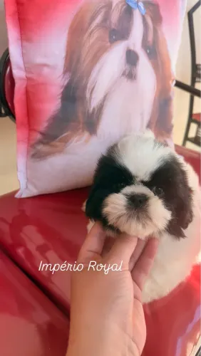 Shihtzu Pandinha muito Lindo! Preto e Branco! Pronta Entrega
