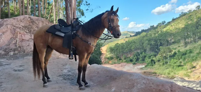 Cavalo Quarto de Milha - team penning