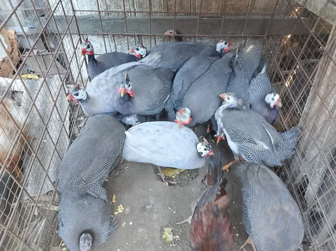 Guiné