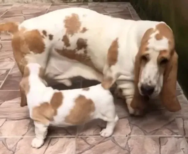 Basset Hound Macho para Cruza / Inseminação - Padrão Internacional