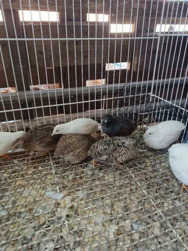 Ovos férteis de codorna chinesa 