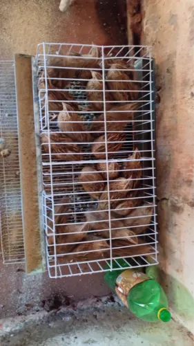 Vendo gaiola de codornas