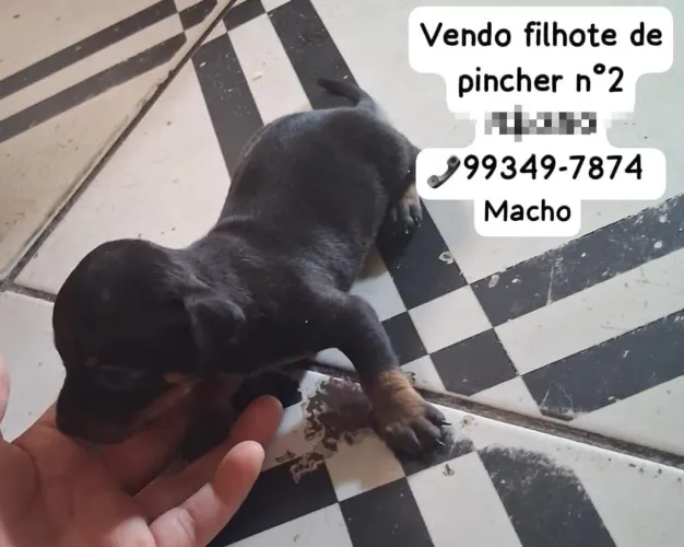 Vende