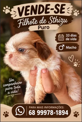 Vende-se filhote de Sthizu puro