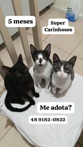 Sou baba