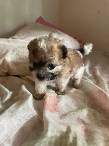 Filhote de Shih Tzu
