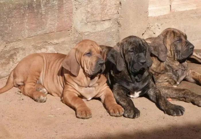 Busco filhote de cachorro de grande porte 