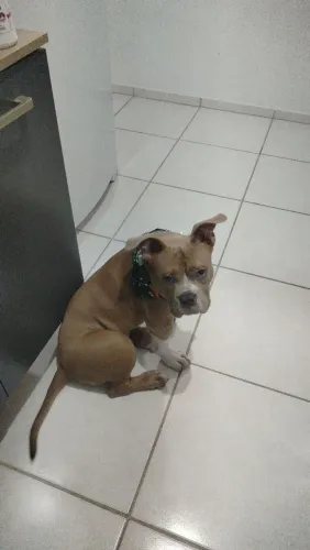 Vende cachorro 