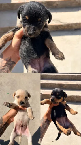 Cachorros para adoção 